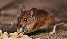 24 Hour & Emergency Exterminators in Beaverlick, KY